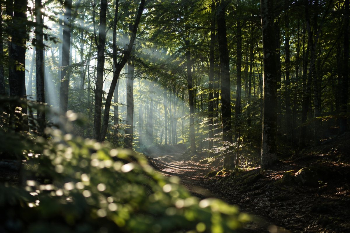 Rayos de sol filtrándose entre las hayas de un bosque de montaña, con un camino de tierra en sombra