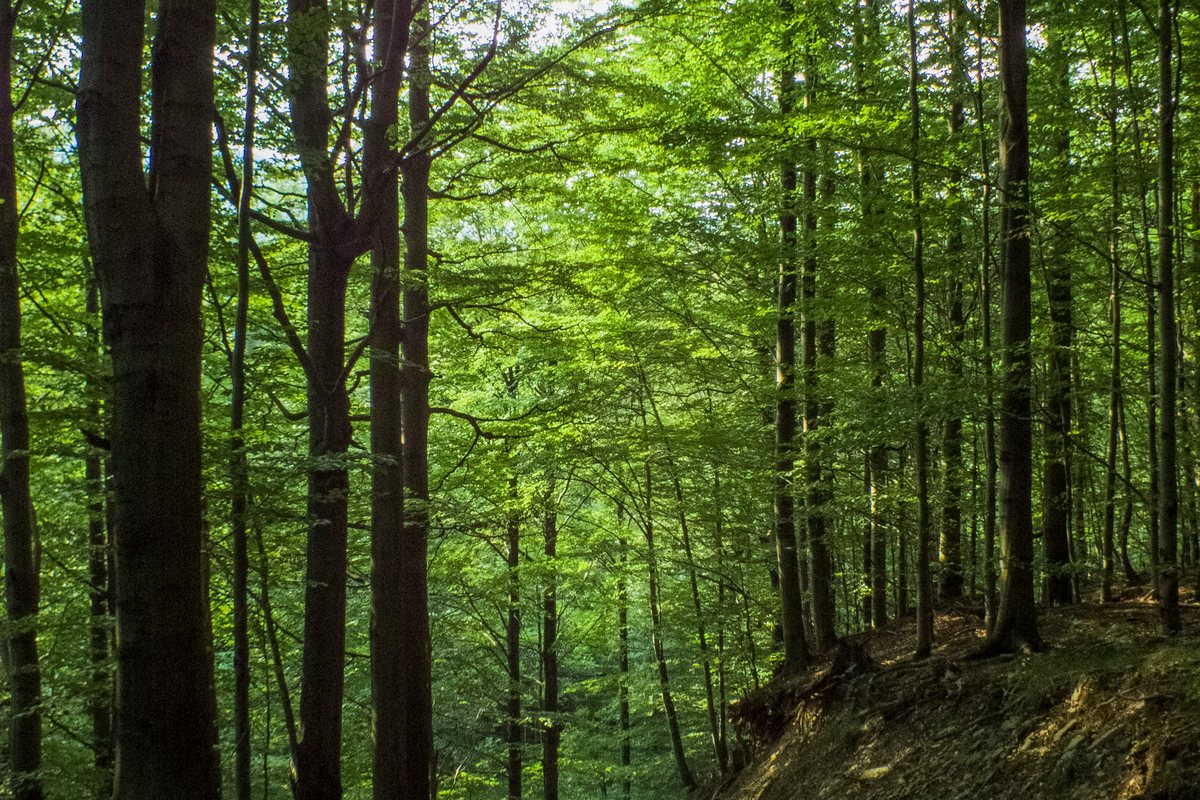Camino de tierra entre árboles altos, a la sombra del bosque